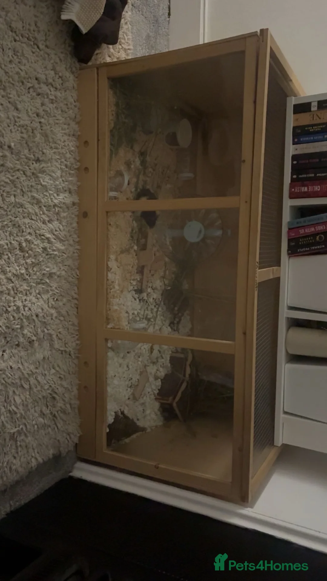 Hamster rodents for sale: male hamster  in Shifnal - Advert 2