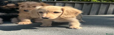 Doxiepoo 4
