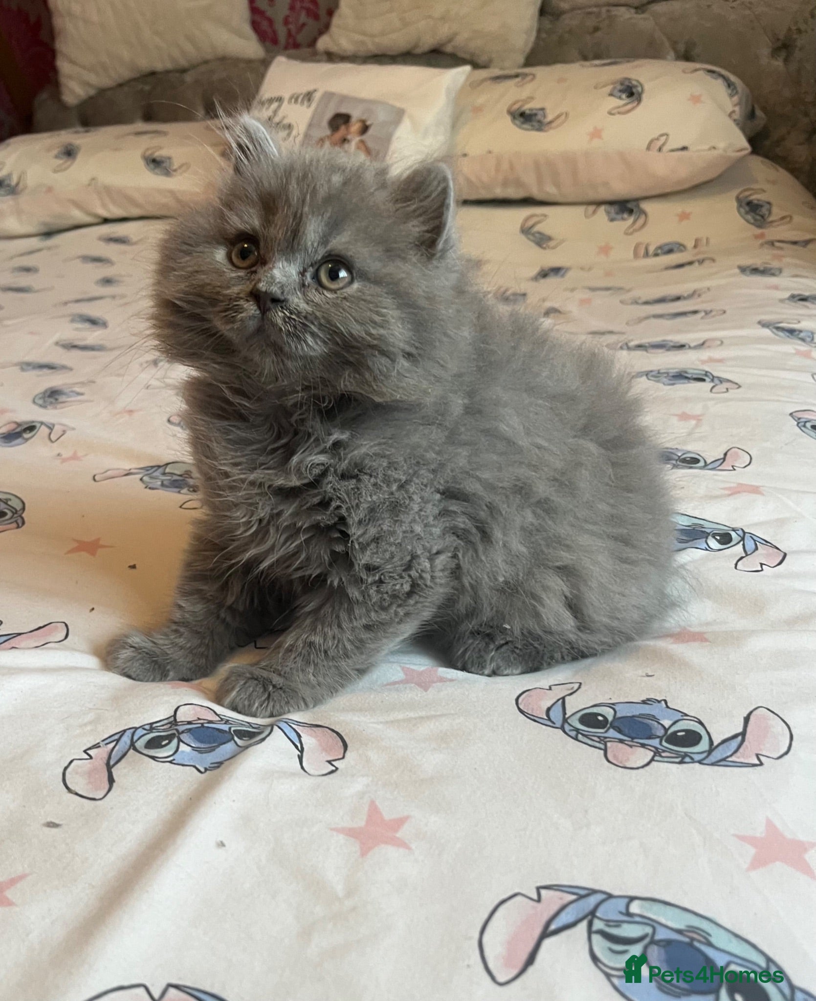 British Longhair cats for sale: Stunning blue British longhair kittens - Advert 1