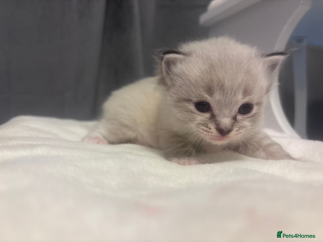 Ragdoll cats for sale: Gorgeous pedigree Ragdoll kittens  - Image 29