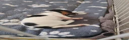 Jack Russell dogs for sale: Beautiful jack Russell puppies  in Bridgwater - Advert 10