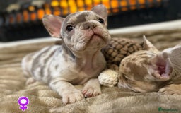 French Bulldog dogs for sale: Rojo and Isabella Merle Pups - Image 7