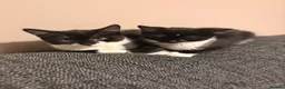 Domestic Shorthair cats for sale: Female kitten  - Advert 2