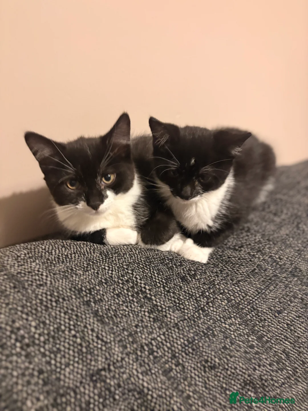 Domestic Shorthair cats for sale: Female kitten  - Advert 2