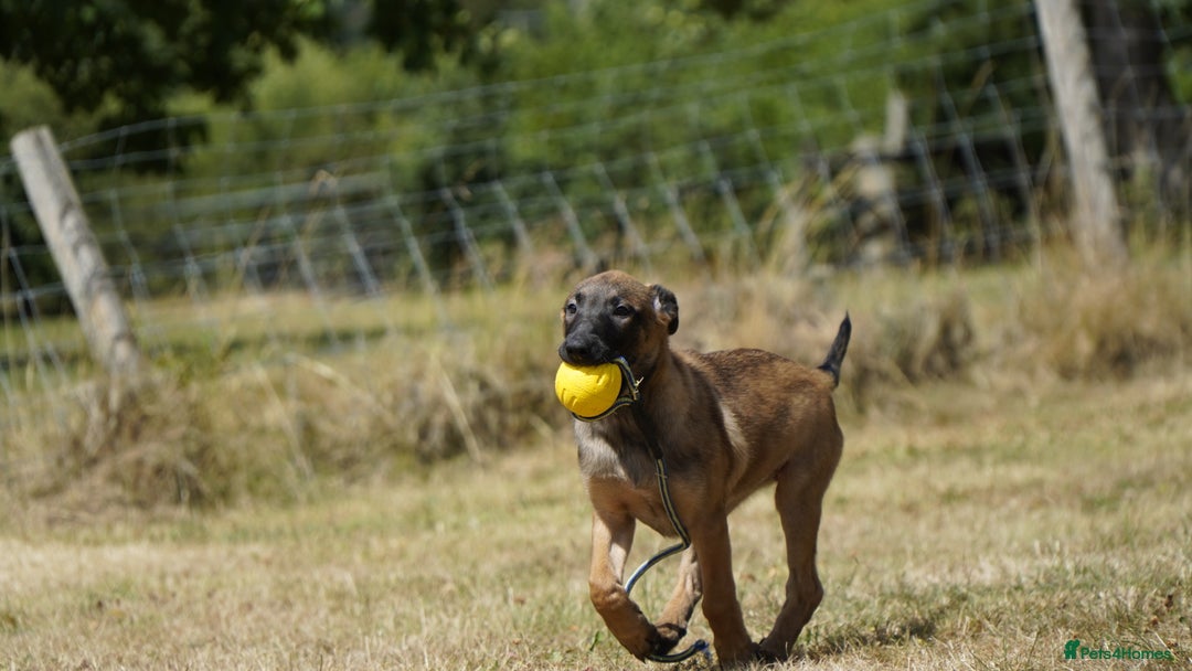 Belgian Shepherd Dog dogs for sale: KC registered Belgian Malinois – Stable,Balanced🐾 - Image 19