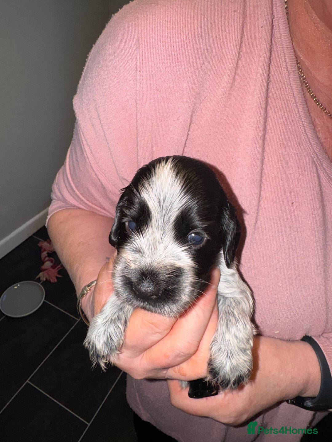 Cocker Spaniel dogs for sale: 7 Blue Roan Cocker Spaniel puppies - Advert 2