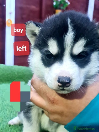 Siberian Husky dogs 1 boy siberian husky left black - Advert 8