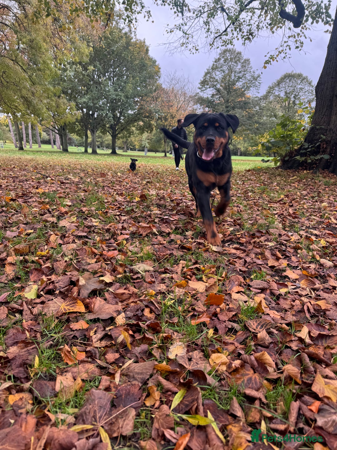 Rottweiler dogs for sale: Male rottweiler - Advert 3