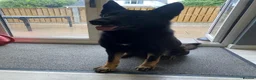 German Shepherd dogs for sale: German Shepard  in Chesterfield - Advert 8