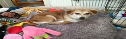 Mixed Breed dogs for adoption: Malika for adoption in Bedford - Advert 9