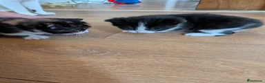 Mixed Breed Kitten 1