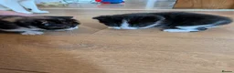 Mixed Breed cats for sale: Adorable, social kittens  - Advert 9