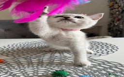 Scottish Fold cats for sale: Scottish Straight Girl  - Image 2