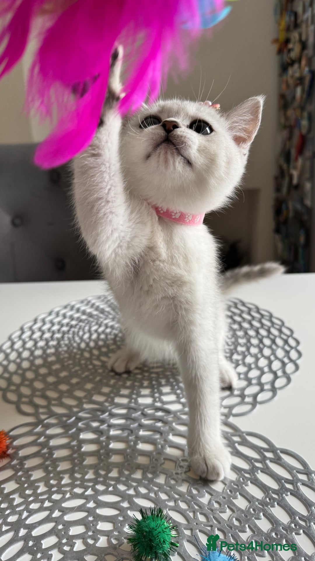 Scottish Fold cats for sale: Scottish Straight Girl  - Image 2