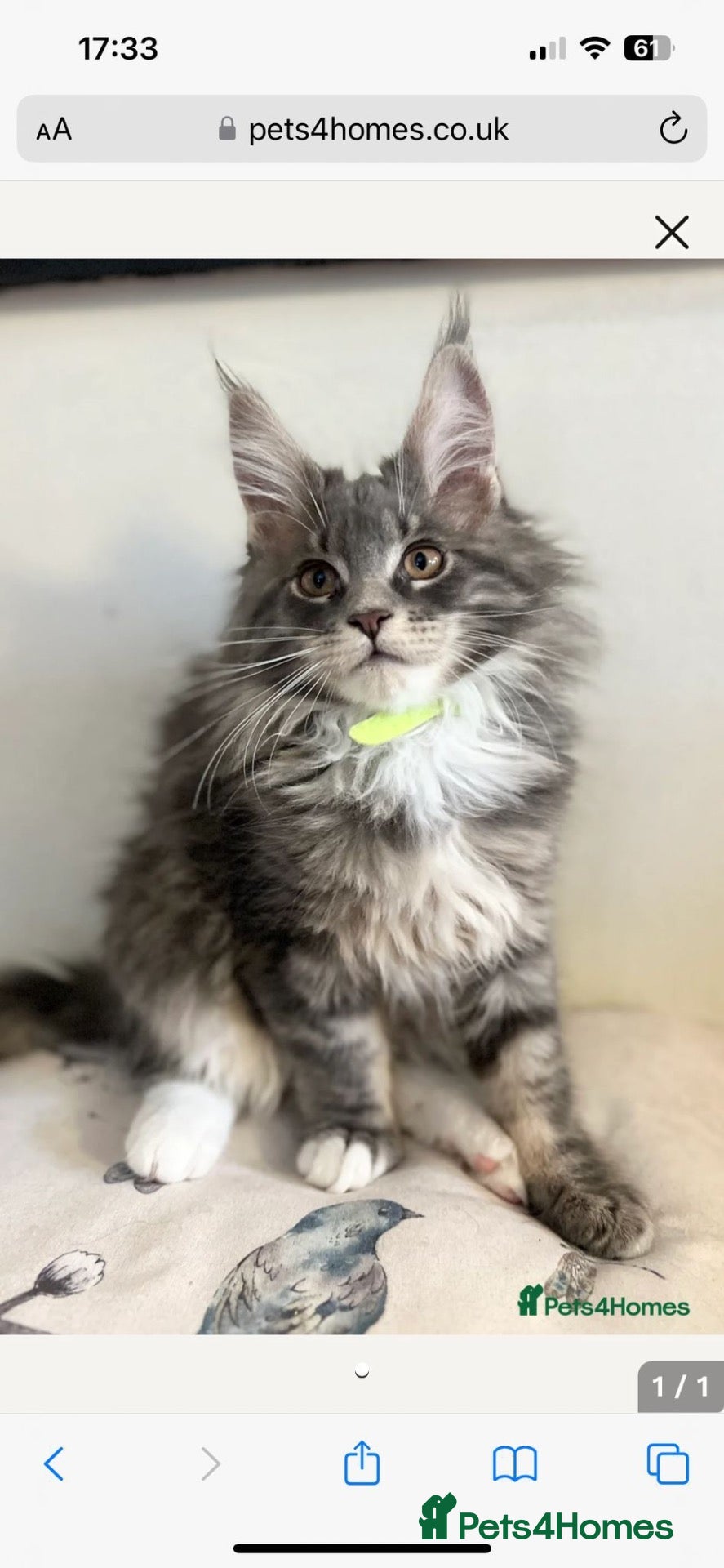 Maine Coon cats Beautiful fluffy Maine Coon x kittens - Advert 2