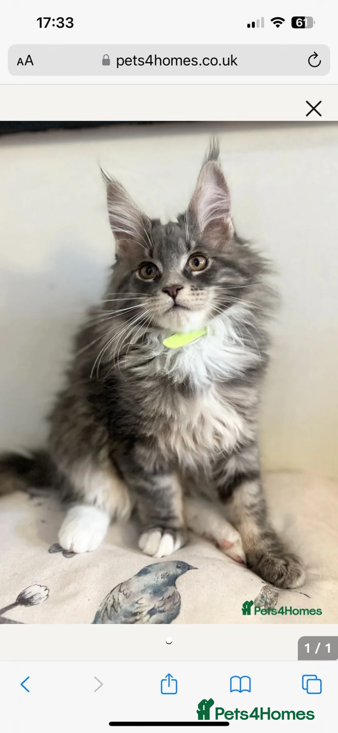 Maine Coon cats for sale: Beautiful fluffy Maine Coon x kittens - Advert 1