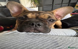 French Bulldog dogs for sale: French bull dog - Image 2