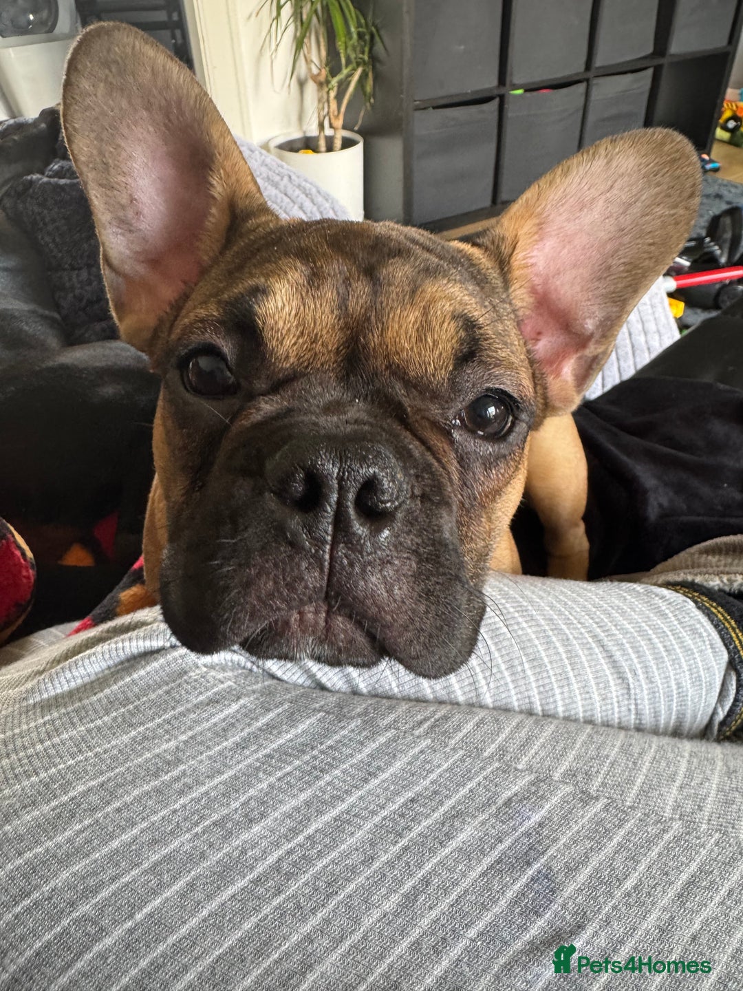 French Bulldog dogs for sale: French bull dog - Image 2