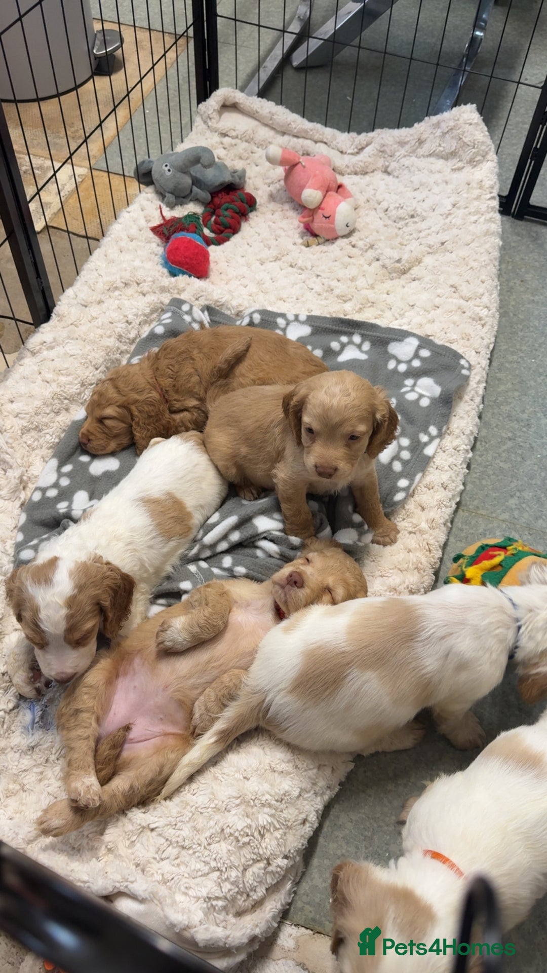 Cocker Spaniel dogs for sale: REDUCED💵cocker spaniel puppies 🩷💙 - Advert 8
