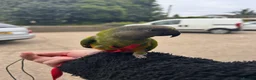 Parrots birds for sale: Senegal Parrot Poss Male 3 Years Old in Biggleswade - Advert 3