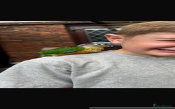 Conures birds for sale: Baby conures  - Image 2