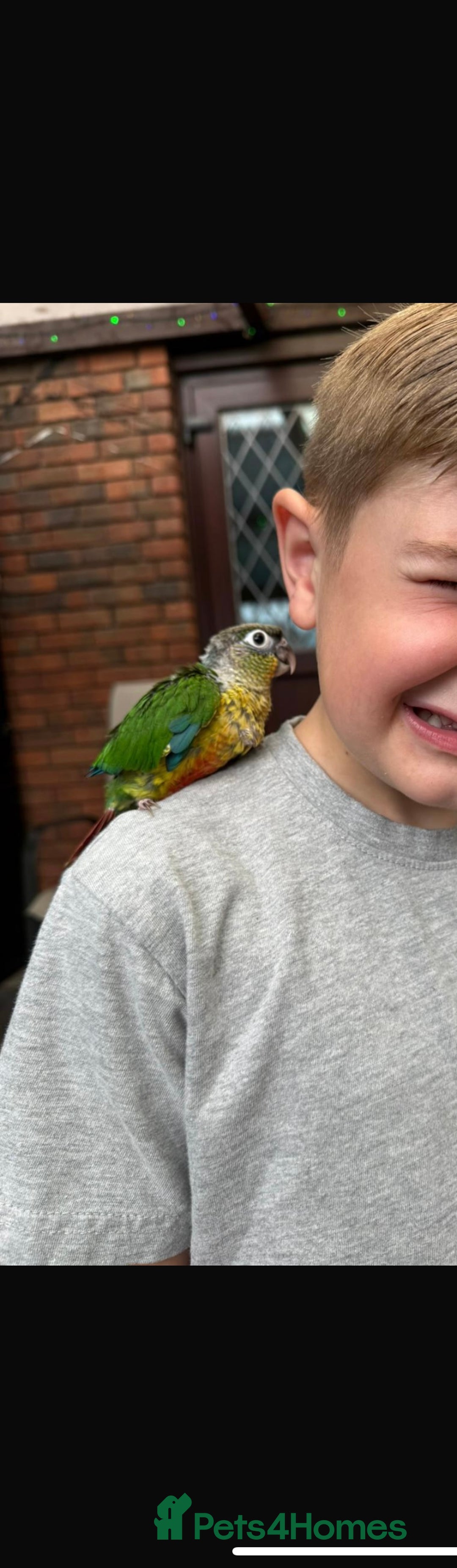 Conures birds for sale: Baby conures  - Image 2