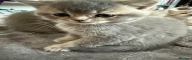 Scottish Fold Kitten 3