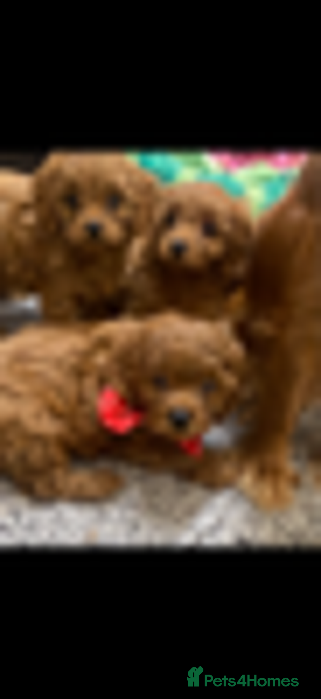 Cavapoo dogs for sale: Red cavapoo babies, both parent DNA tested - Image 17