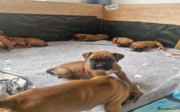 Boxer dogs for sale: Gorgeous Litter of 9 KC Registered Boxer Puppies - Image 10