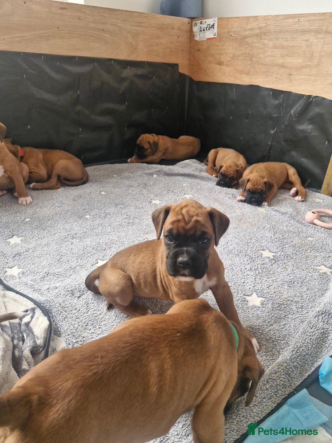 Boxer dogs for sale: Gorgeous Litter of 9 KC Registered Boxer Puppies - Image 10