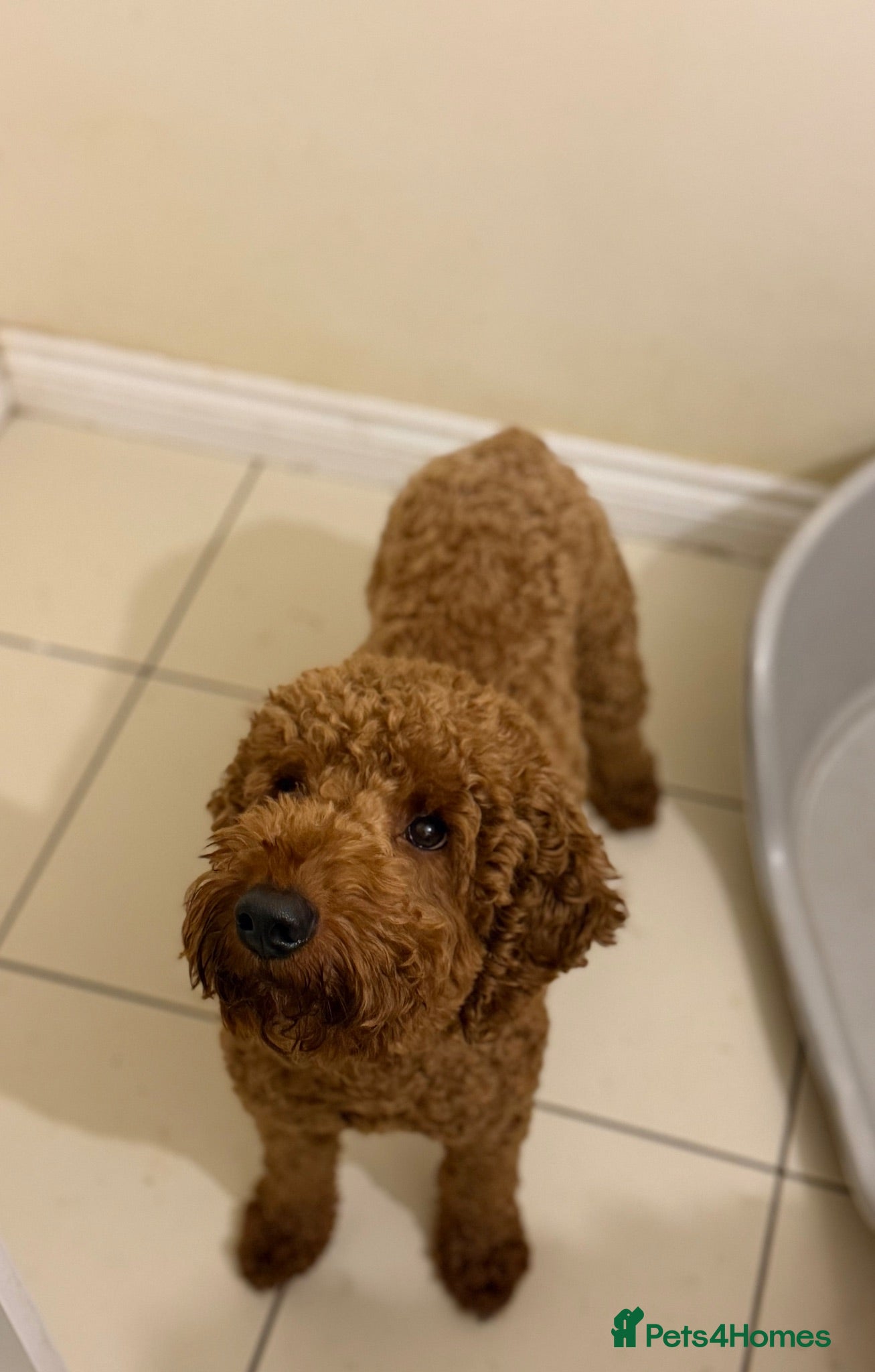 Miniature Poodle dogs Reggie Miniature KC registered Poodle   - Advert 5