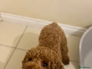 Miniature Poodle dogs Reggie Miniature KC registered Poodle - Advert 5