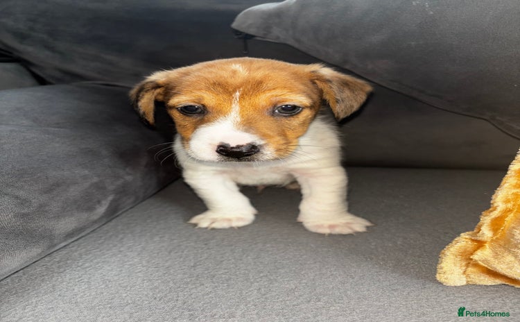 Jack Russell dogs - Advert 14