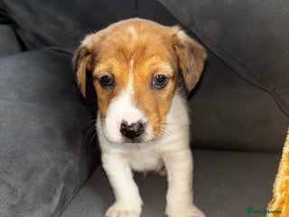 Jack Russell dogs One boy Jack Russell left - Advert 1