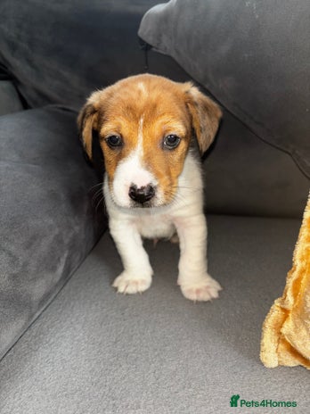 Jack Russell dogs - Advert 14