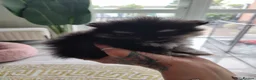Pomeranian dogs for sale: Miss Helen  in Nottingham - Advert 31