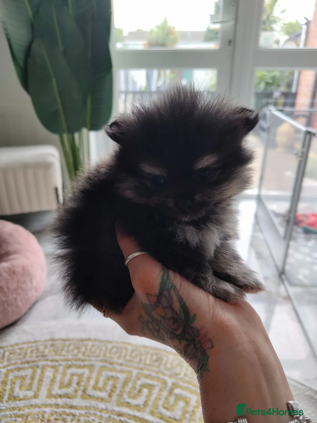 Pomeranian dogs for sale: Miss Helen  in Nottingham - Advert 31