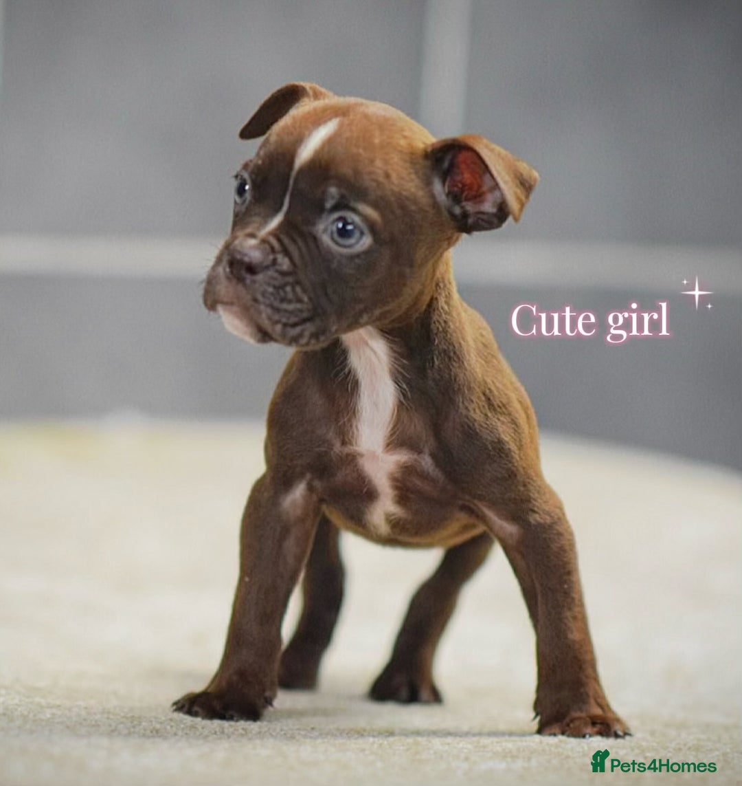 Old Tyme Bulldog dogs for sale: 5⭐️RATED COUNCIL APPROVED💥LICENSED 23 YEAR EXPERT - Advert 6