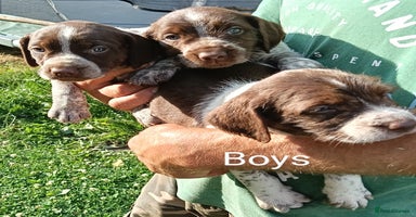 Mixed Breed dogs - Advert 7