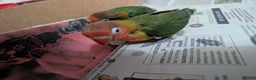 Lovebirds birds for sale: Hand Reared New Born Love Birds - Advert 6