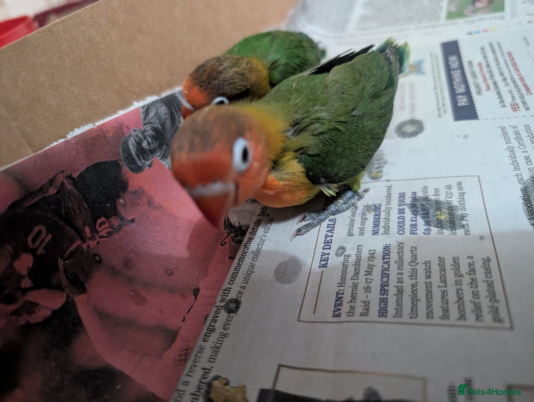 Lovebirds birds for sale: Hand Reared New Born Love Birds - Advert 6