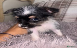 Mixed Breed dogs for sale: Jack Russell cross Yorkshire terrier puppies  - Image 1