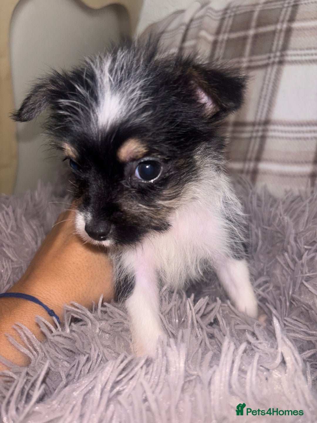 Mixed Breed dogs for sale: Jack Russell cross Yorkshire terrier puppies  - Image 1