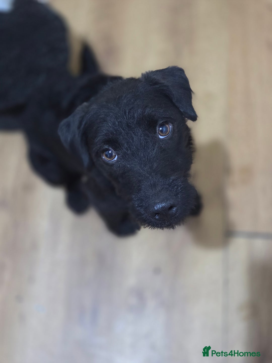 Patterdale Terrier dogs for sale: 8month old male patterdale - Advert 1