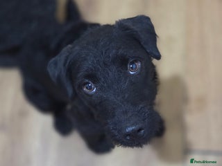 Patterdale Terrier dogs 8month old male patterdale - Advert 1