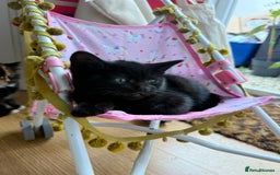 British Longhair cats for sale: Ready To Go This Weekend! 3 Sweet Little Kittens - Image 11
