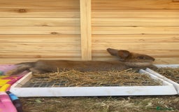 Lionhead rabbits for sale: 2 Lion head, 10 months old. - Image 5