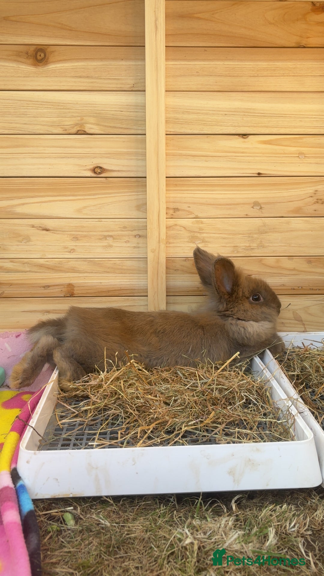 Lionhead rabbits for sale: 2 Lion head, 10 months old. - Image 5