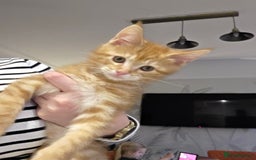 Maine Coon cats for sale: Stunning Maine Coon Kittens - Ready NOW -  - Image 4