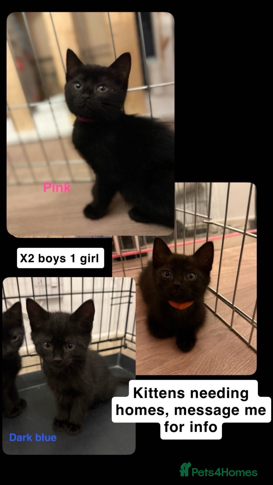Domestic Shorthair cats 3 beautiful kittens £20-£30  - Advert 2
